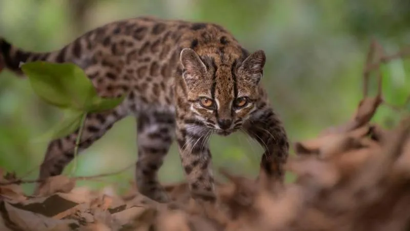 Des scientifiques ont découvert une nouvelle espèce de félidés sauvages